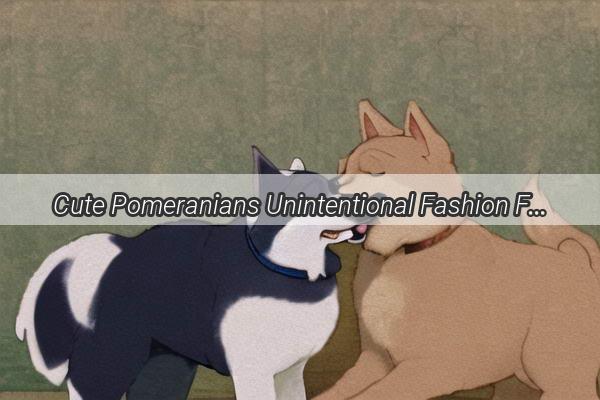 Cute Pomeranians Unintentional Fashion Frenzy A Hilarious Tale of Mischief and Fabric Fun